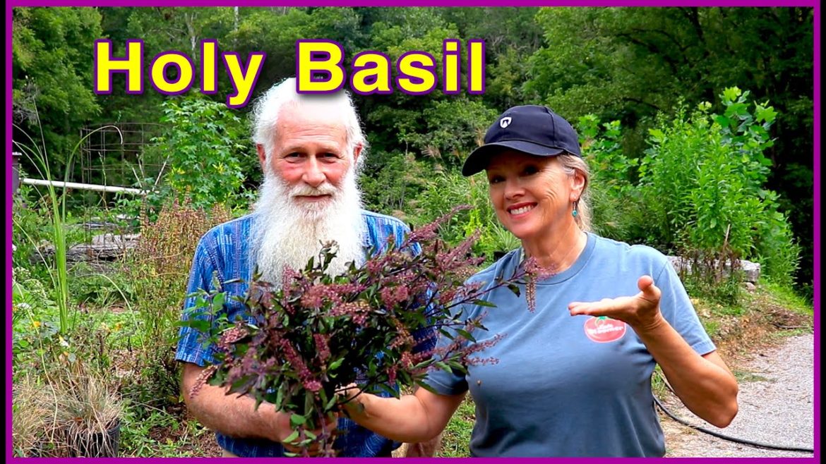 Kaye Kittrell: HOLY BASIL (TULSI) – Harvesting the MIRACLE HERB HOLY BASIL (TULSI) - Harvesting the MIRACLE HERB