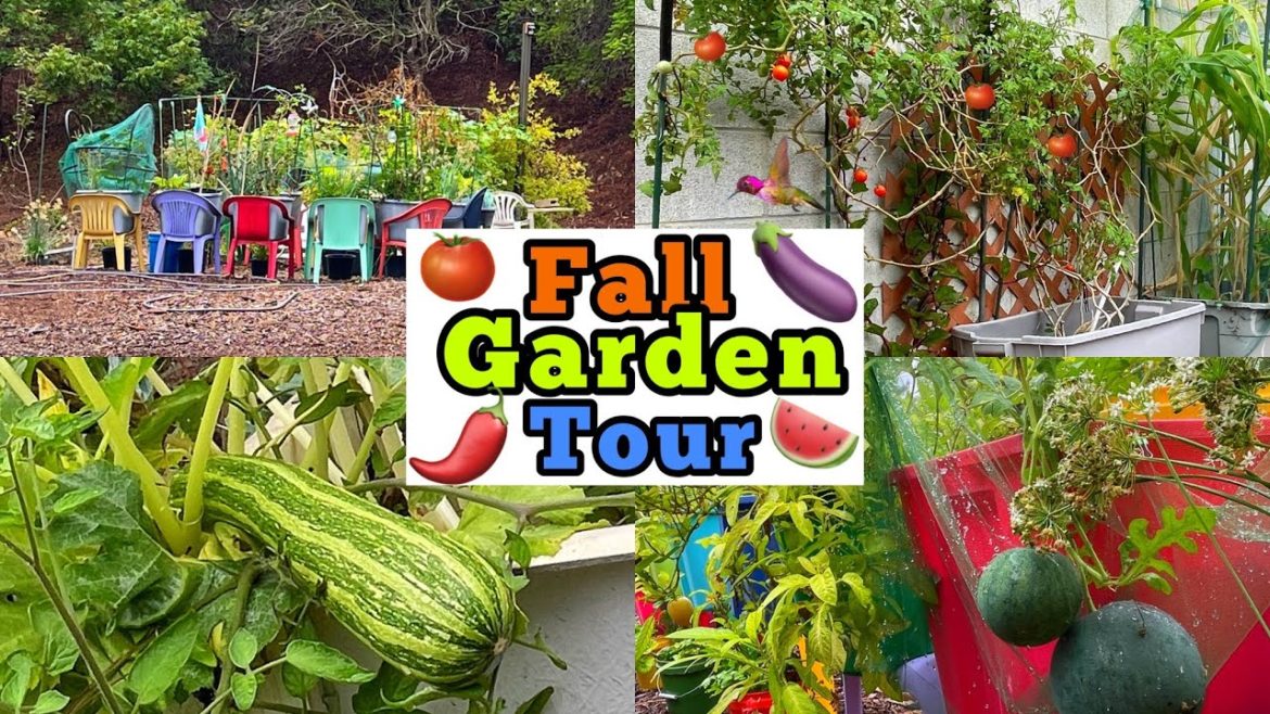 How to Grow a Fall Garden, TIPS on Container Gardening Vegetables Tomatoes Squash Collard Cucumbers How to Grow a Fall Garden, TIPS on Container Gardening Vegetables Tomatoes Squash Collard Cucumbers