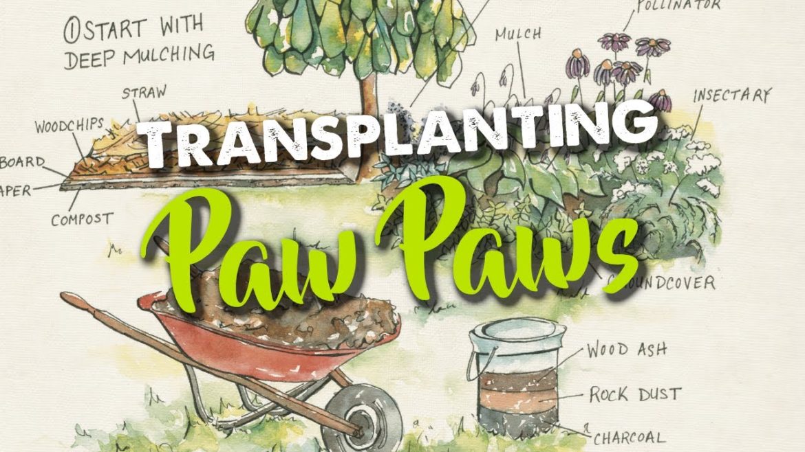 Transplanting Paw Paws Transplanting Paw Paws