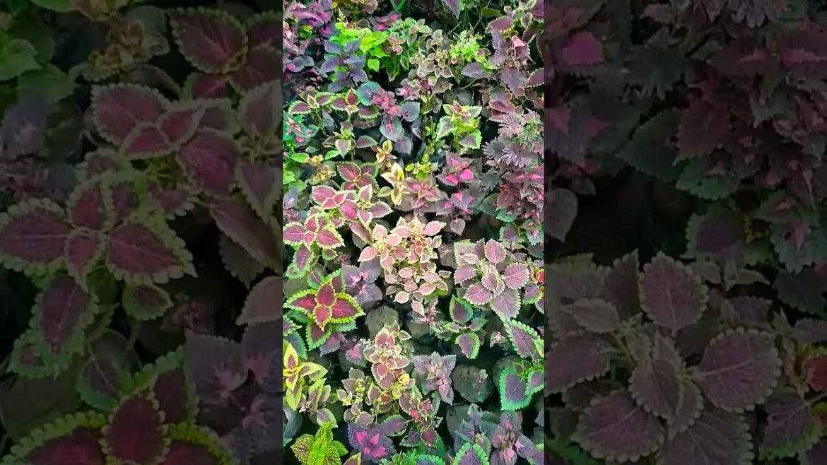 Coleus Plants Huge varieties #trending #viral #shorts #youtubeshorts #nishthamahant