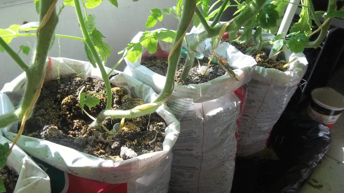 free DIY self watering grow bag for vegetable gardening on balcony or patio free DIY self watering grow bag for vegetable gardening on balcony or patio