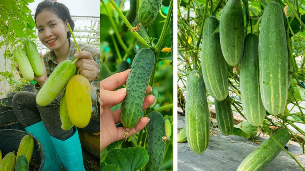Tips for growing  Cucumbers in pot /Growing Cucumber from Seed at Home/Seeds to Harvest Tips for growing  Cucumbers in pot /Growing Cucumber from Seed at Home/Seeds to Harvest