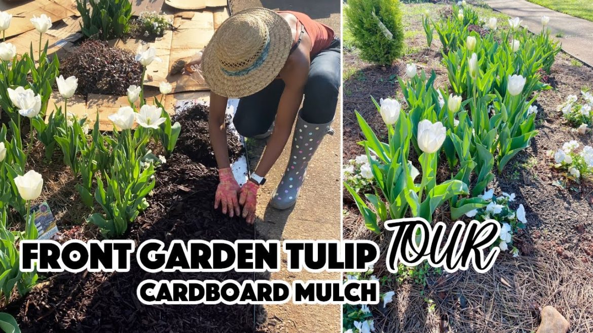NO DIG! FRONT YARD GARDEN TULIP TOUR & HOW TO CARDBOARD MULCH: A BEAUTIFUL NEST TV NO DIG! FRONT YARD GARDEN TULIP TOUR & HOW TO CARDBOARD MULCH: A BEAUTIFUL NEST TV