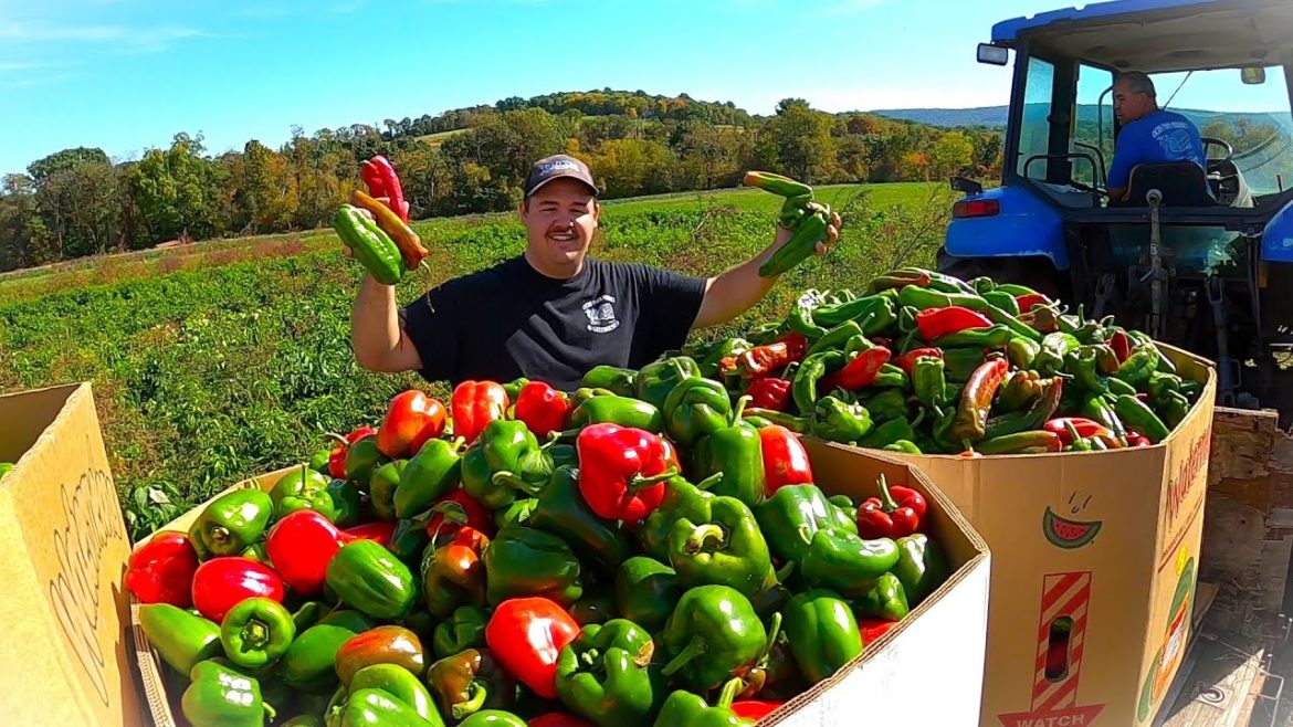 A SNEAK PEAK INTO THE LIFE OF A VEGETABLE FARMER