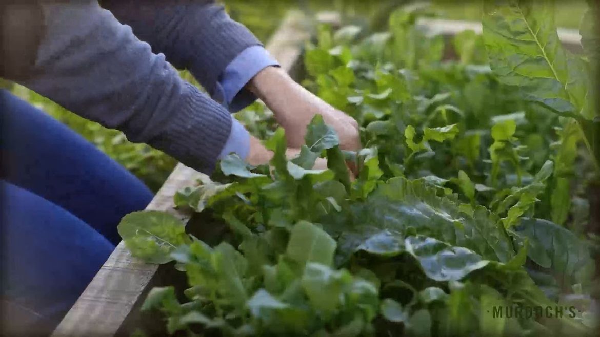 Murdoch’s: your lawn and garden destination