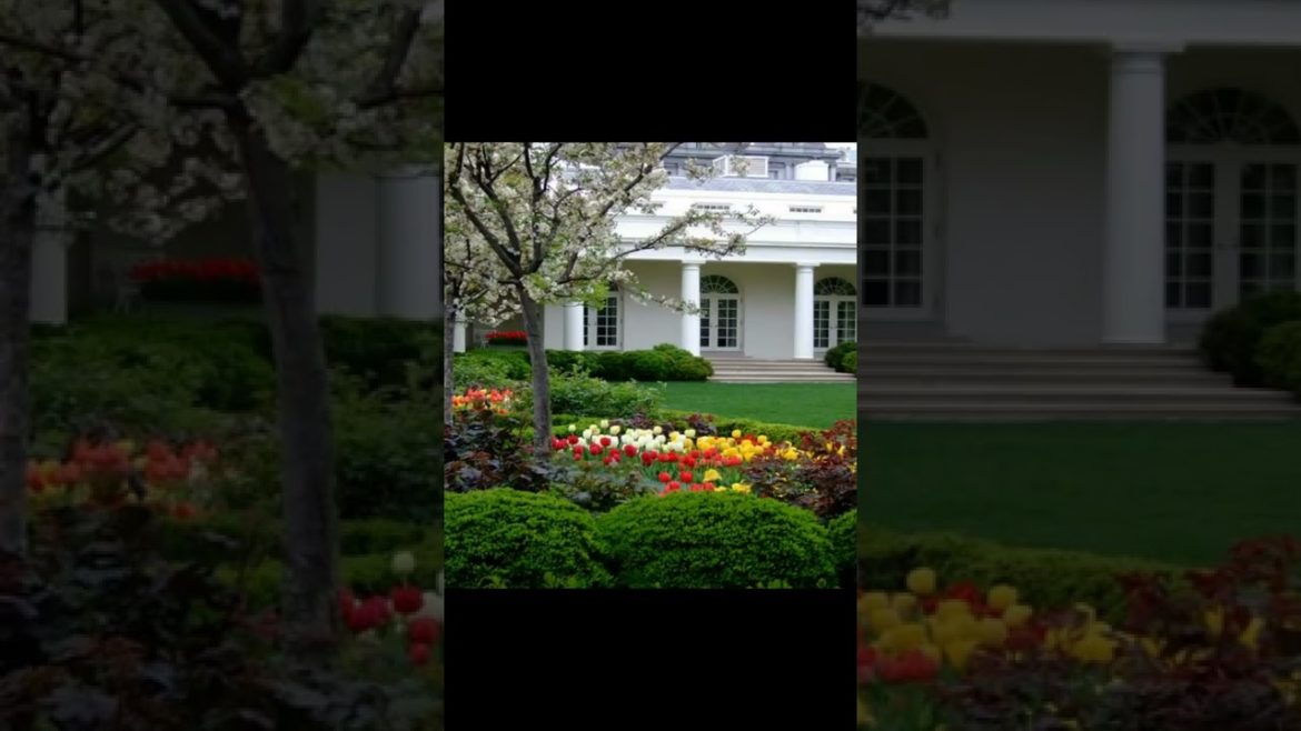 Landscape Desing ideas Best ideas for  garden and landscape #230 #shorts 55