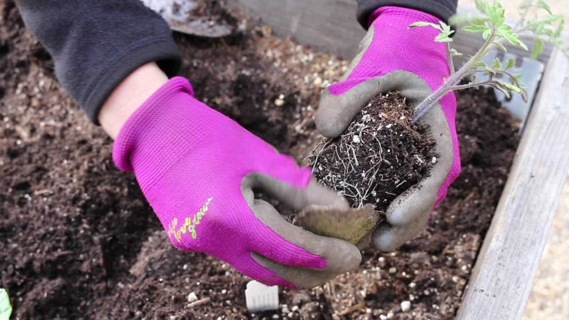 Valley Verde Garden Tips: Transplanting Seedlings