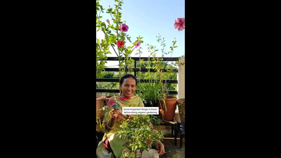 Things To Know Before Doing Organic Gardening|जैविक बागवानी जाने ज़रुरी बाते#ashasgardenstory#shorts Things To Know Before Doing Organic Gardening|जैविक बागवानी जाने ज़रुरी बाते#ashasgardenstory#shorts