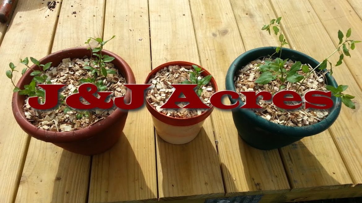 Container Gardening with Back to Eden