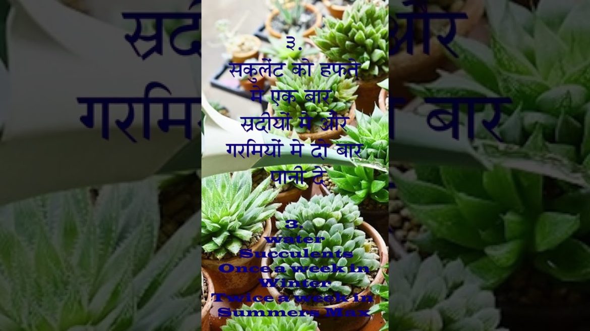 Top 10 Gardening Tips for beginners