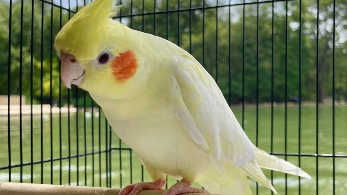 Taking Cockatiel To A Japanese Garden Taking Cockatiel To A Japanese Garden