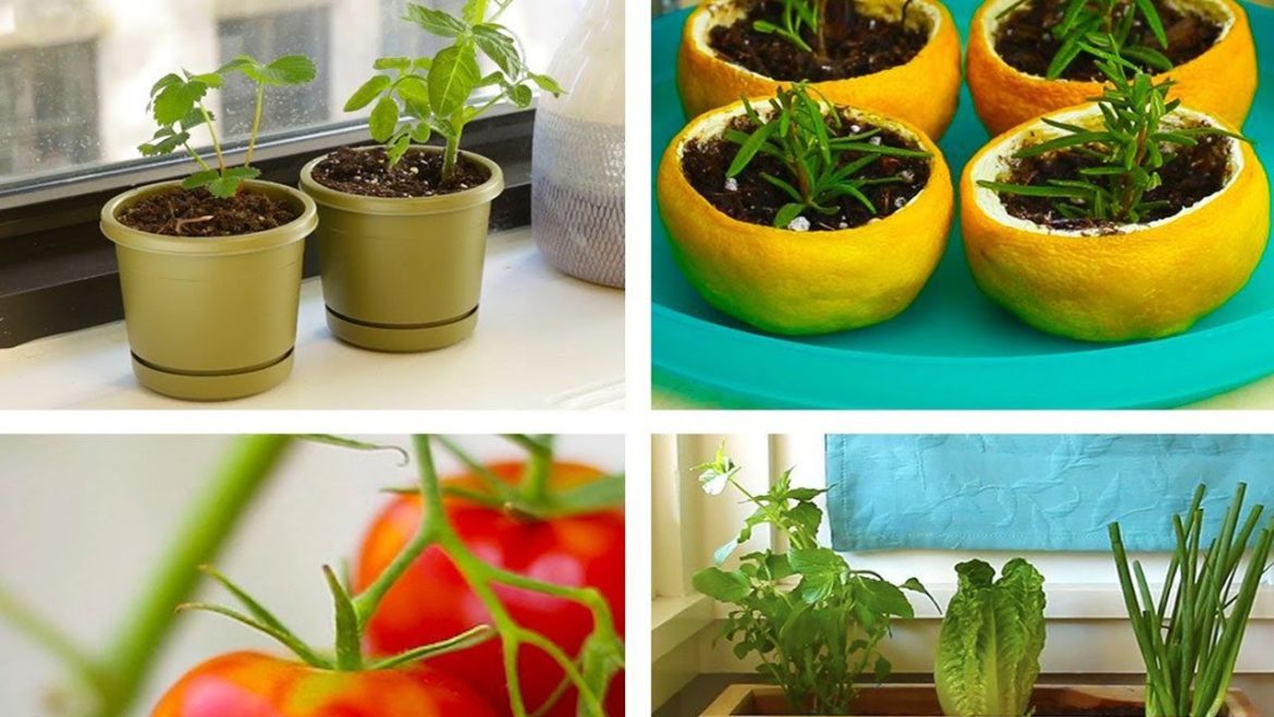 Remarkable Hacks for Vegetable Gardening at Home