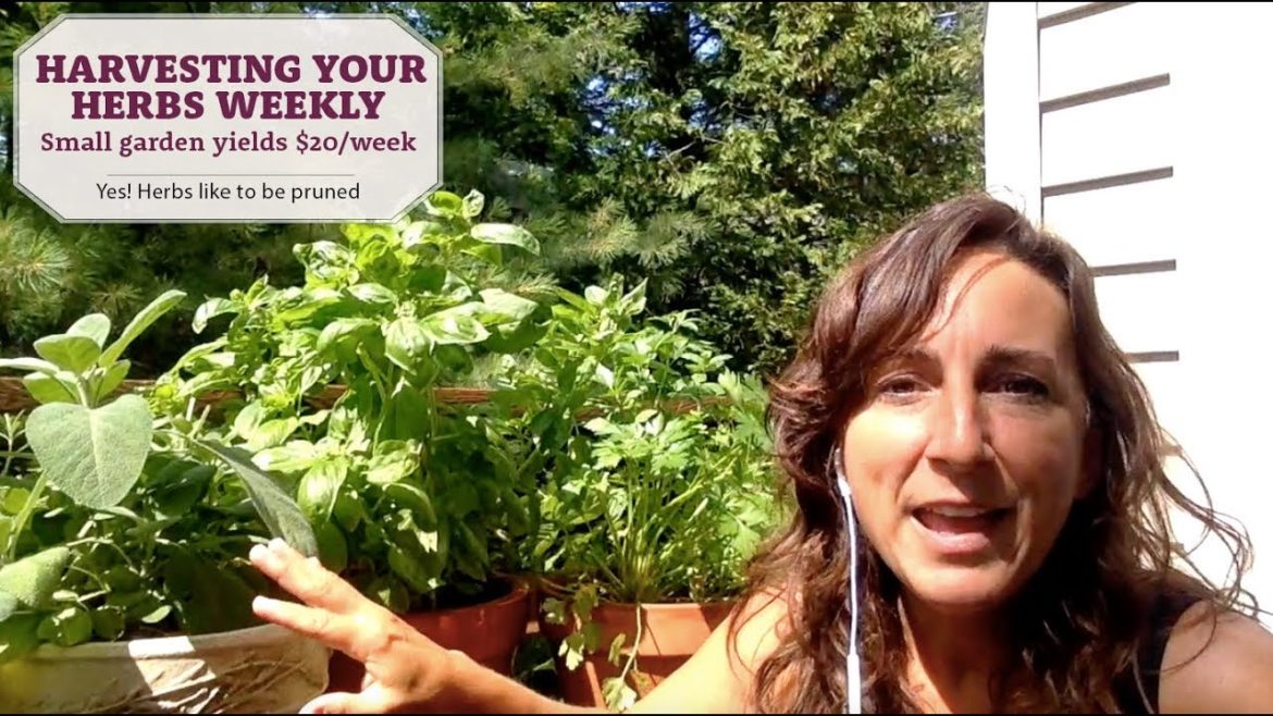 Grow $20 of Herbs Each Week - Small Container Garden