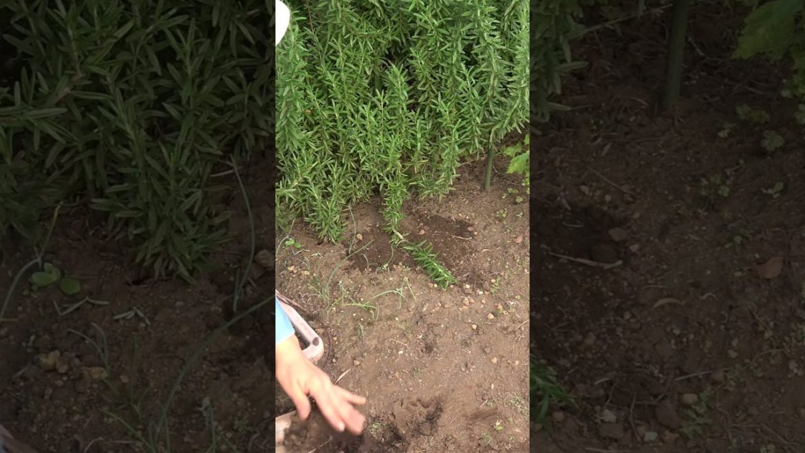 ガーデニングでやりたい！ローズマリー株分けの方法#shorts/Rosemary division tips from a Japanese gardener.