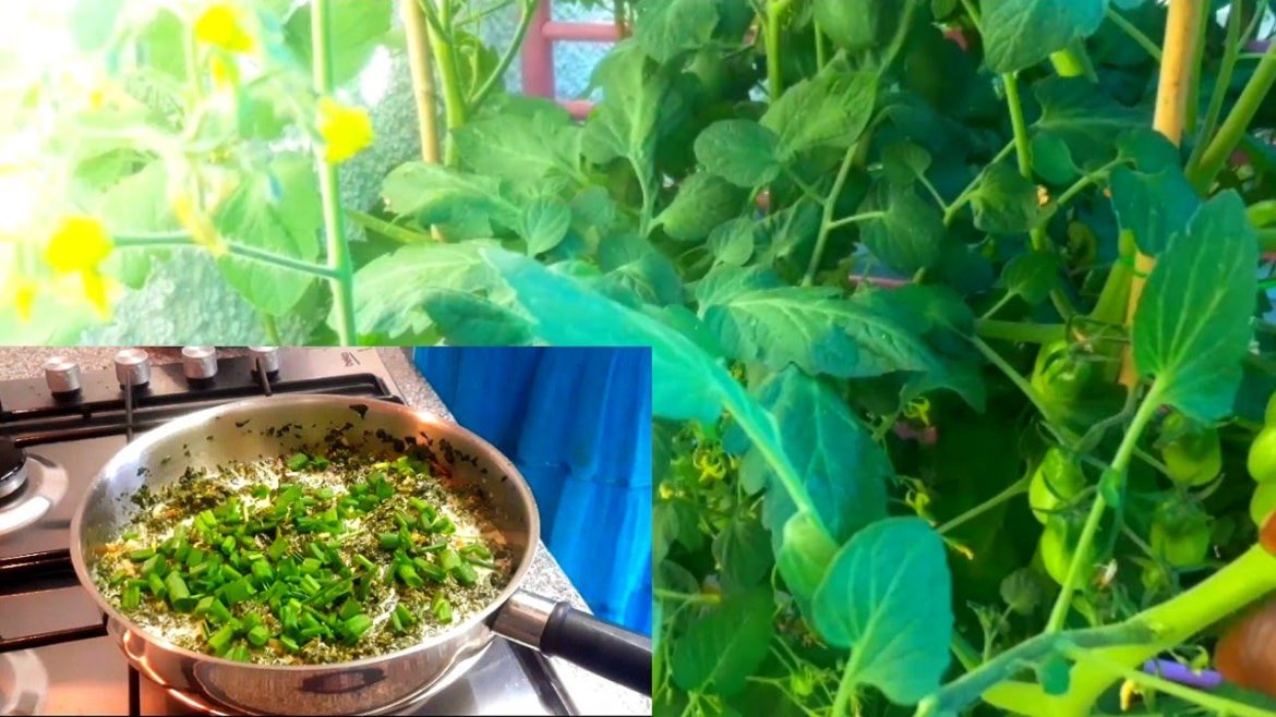 Preparing and cooking Tomato leaves with coconut milk.๐๐, Are tomato leaves edible? Preparing and cooking Tomato leaves with coconut milk.๐๐, Are tomato leaves edible?