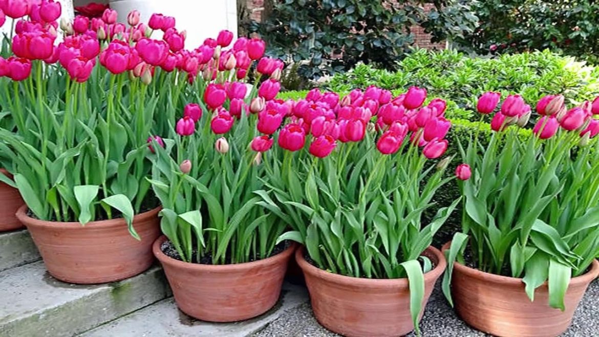 Easy Way to Grow Tulip Bulbs in Pots Or Containers – Gardening Tips Easy Way to Grow Tulip Bulbs in Pots Or Containers - Gardening Tips