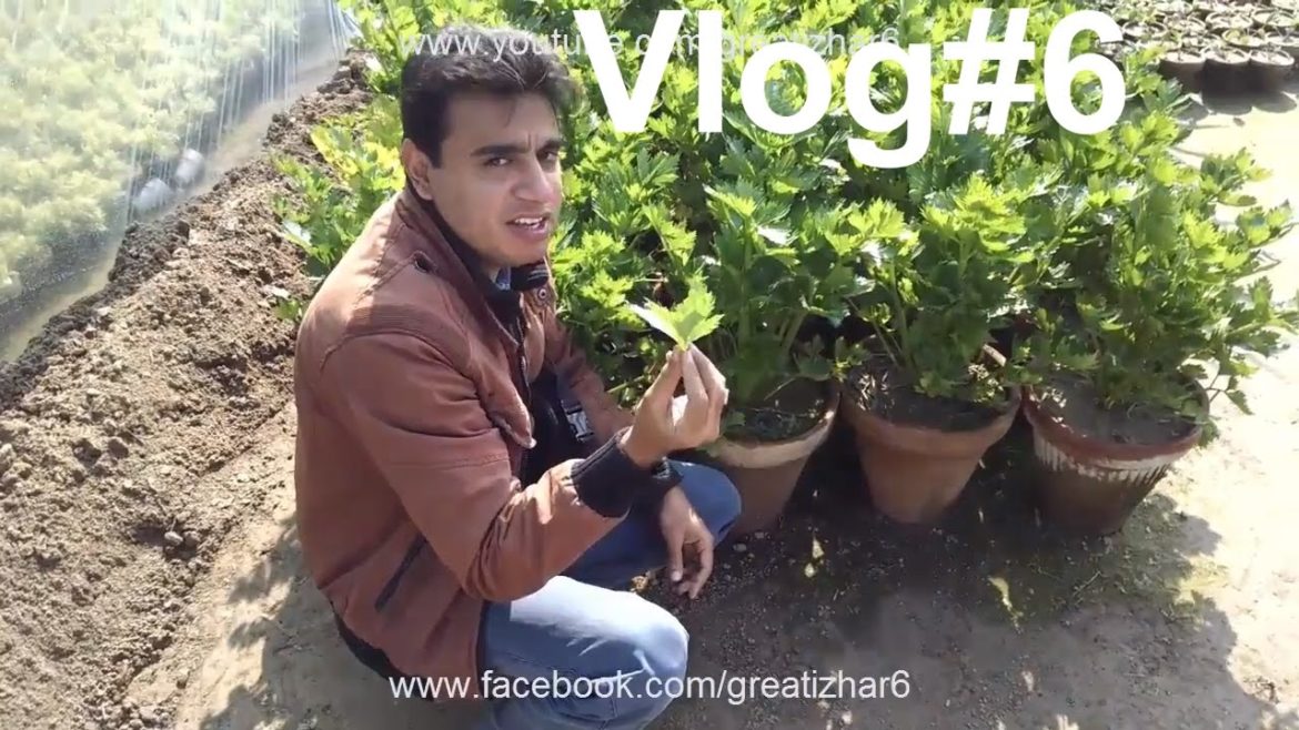 Vlog#6 | Visit at Skyseeds Nursery | Nursery Garden Center | Organic Vegetable Gardening