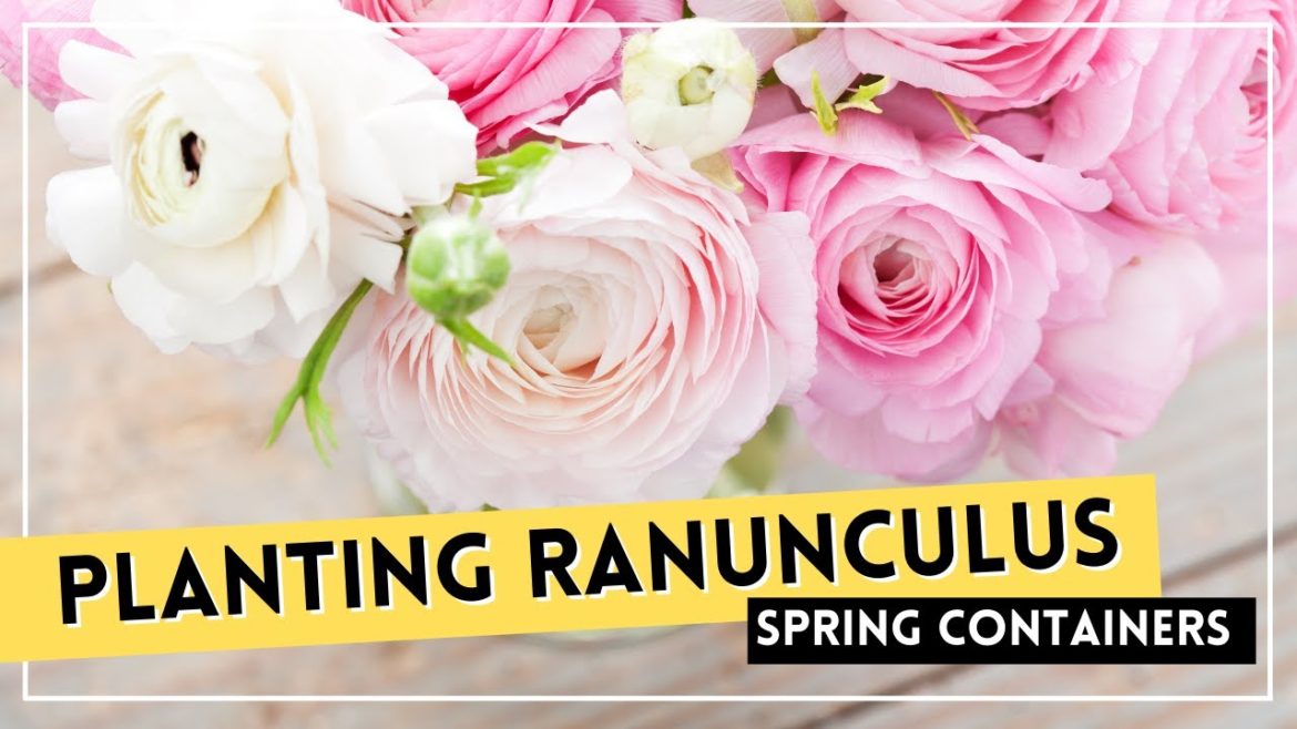 SPRING CONTAINER GARDEN // How To Grow Ranunculus In Containers SPRING CONTAINER GARDEN // How To Grow Ranunculus In Containers