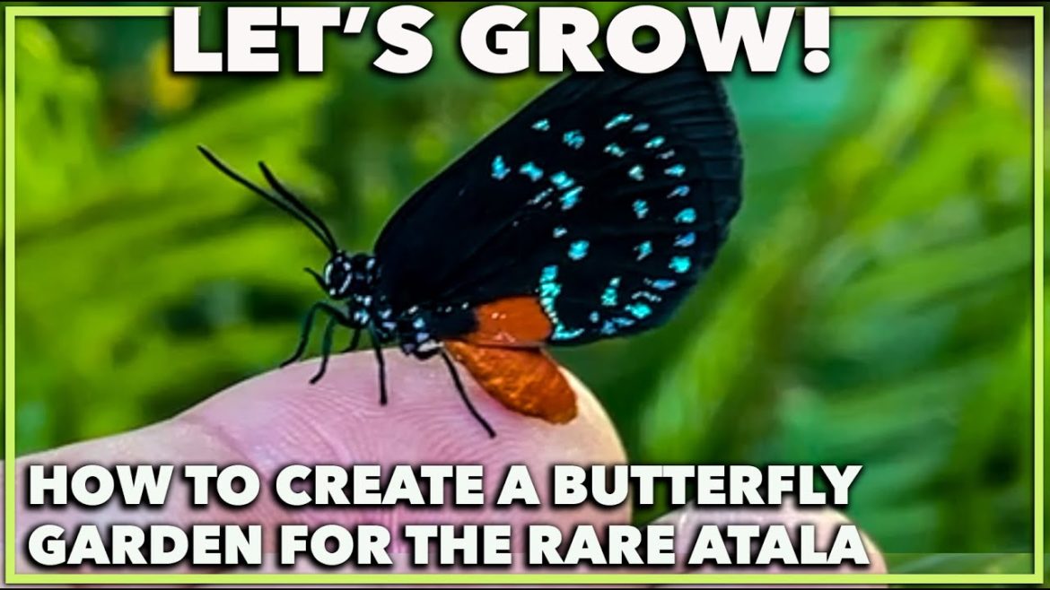 ATALA BUTTERFLY GARDEN DESIGN ATALA BUTTERFLY GARDEN DESIGN