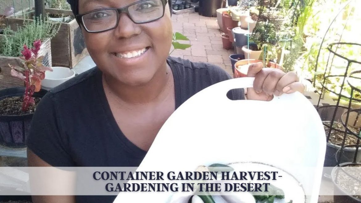 Container Garden Harvest- gardening In The Desert Container Garden Harvest- gardening In The Desert