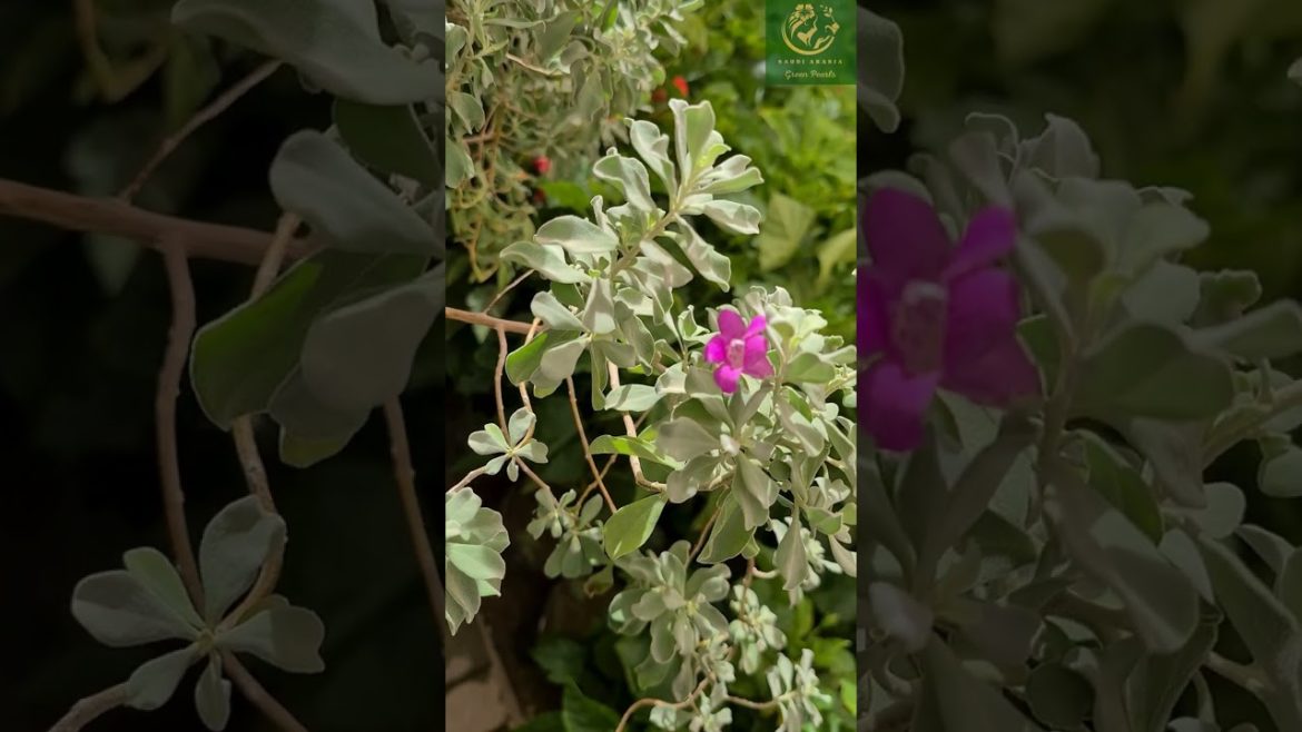 Saudi Arabia Green Pearls 💚 Riyadh part 17 Saudi Arabia Green Pearls 💚 Riyadh part 17