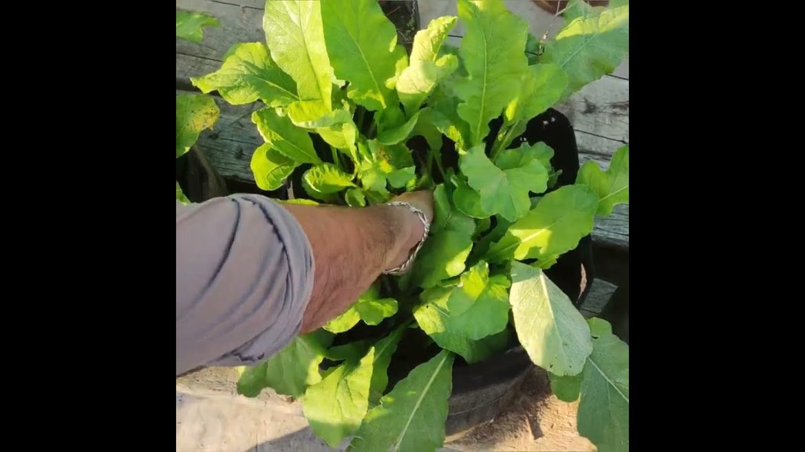 vegetables in containers😱#shorts