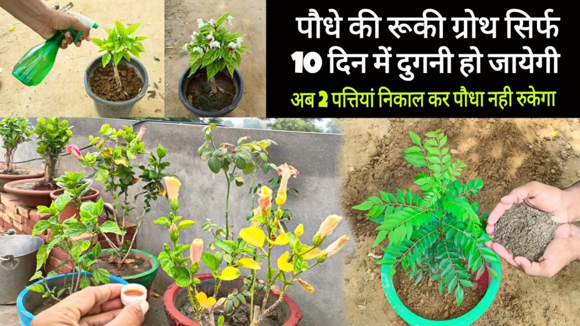 गमले में लगे पौधे की ग्रोथ नही होती तो ये वीडियो पूरी जरूर देखना ।। Best Gardening Tips