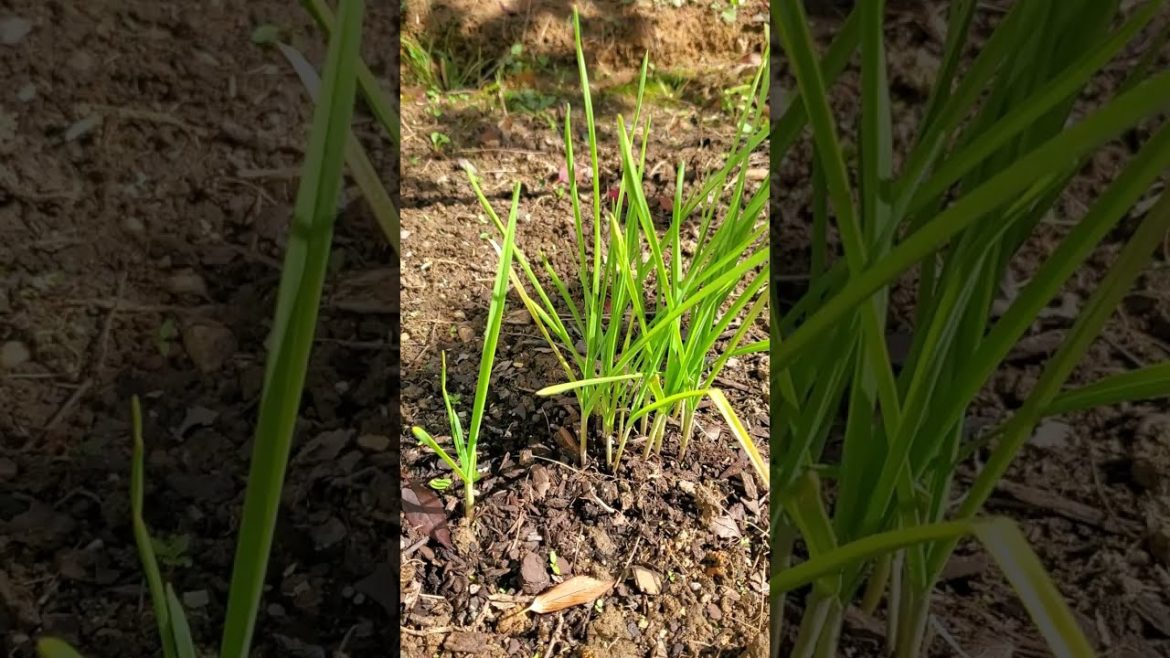 Can you grow food for free?