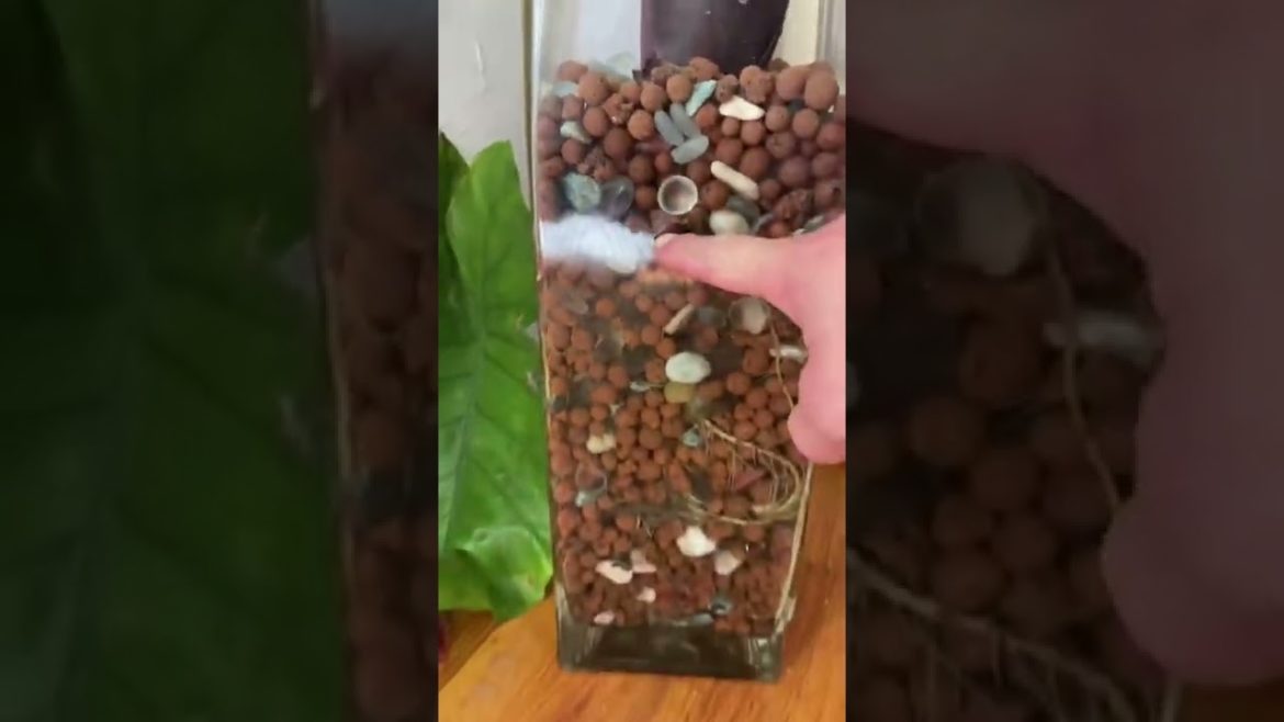 Eating your houseolants? Checkout my Alocasia.