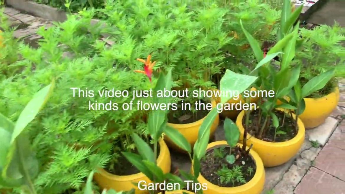 flower in the gardenGarden Tips.