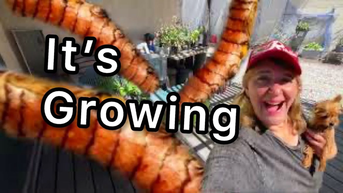 Growing Turmeric & Ginger from Store Bought Produce Container Gardening EASY Harvest in Flower Pot Growing Turmeric & Ginger from Store Bought Produce Container Gardening EASY Harvest in Flower Pot