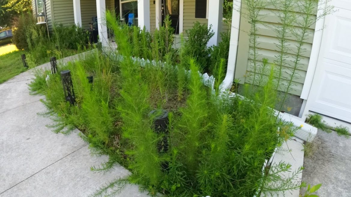 Front Yard Landscape Bed NIGHTMARE (Scuffle Hoe)