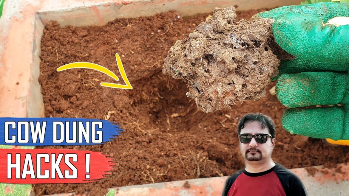 5 COW-DUNG TRICKS AND GARDENING IDEAS | THE BEST FERTILIZER 5 COW-DUNG TRICKS AND GARDENING IDEAS | THE BEST FERTILIZER