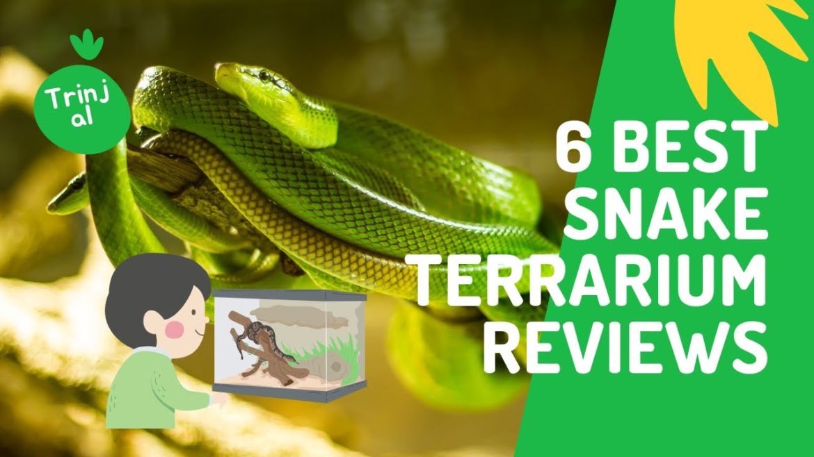 6 Best Snake Terrarium Reviews | Indoor Garden | Gardening ideas | Gardening Tips