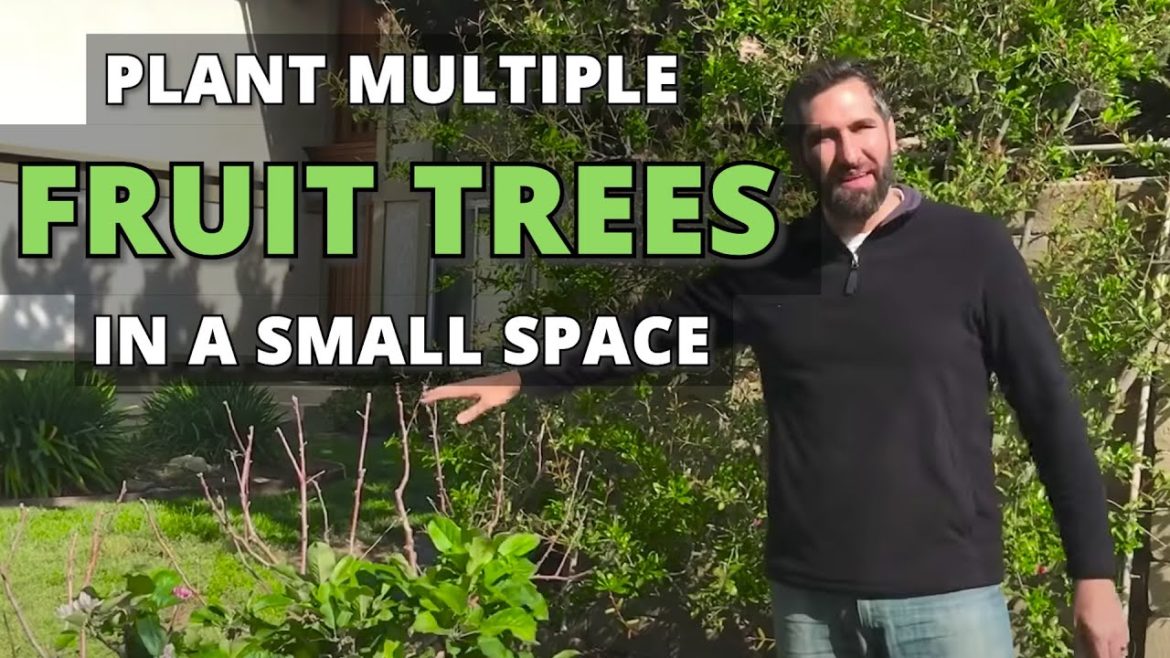 How to Plant Multiple Fruit Trees in a Small Space – High Density Back Yard Orchard Culture How to Plant Multiple Fruit Trees in a Small Space - High Density Back Yard Orchard Culture