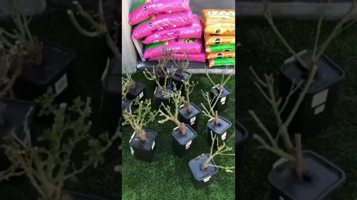 Garden Design, Home Garden #415 Simple New Viral Video,#Short