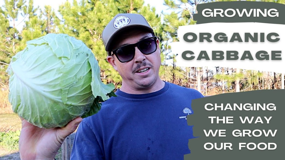 GROWING ORGANIC CABBAGE — A FIRST FOR OUR BACKYARD GARDEN GROWING ORGANIC CABBAGE -- A FIRST FOR OUR BACKYARD GARDEN