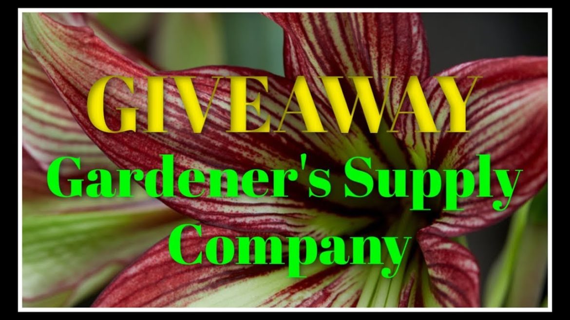 GIVEAWAY! Mystica Potted Amaryllis~Gardener's Supply Company GIVEAWAY! Mystica Potted Amaryllis~Gardener's Supply Company