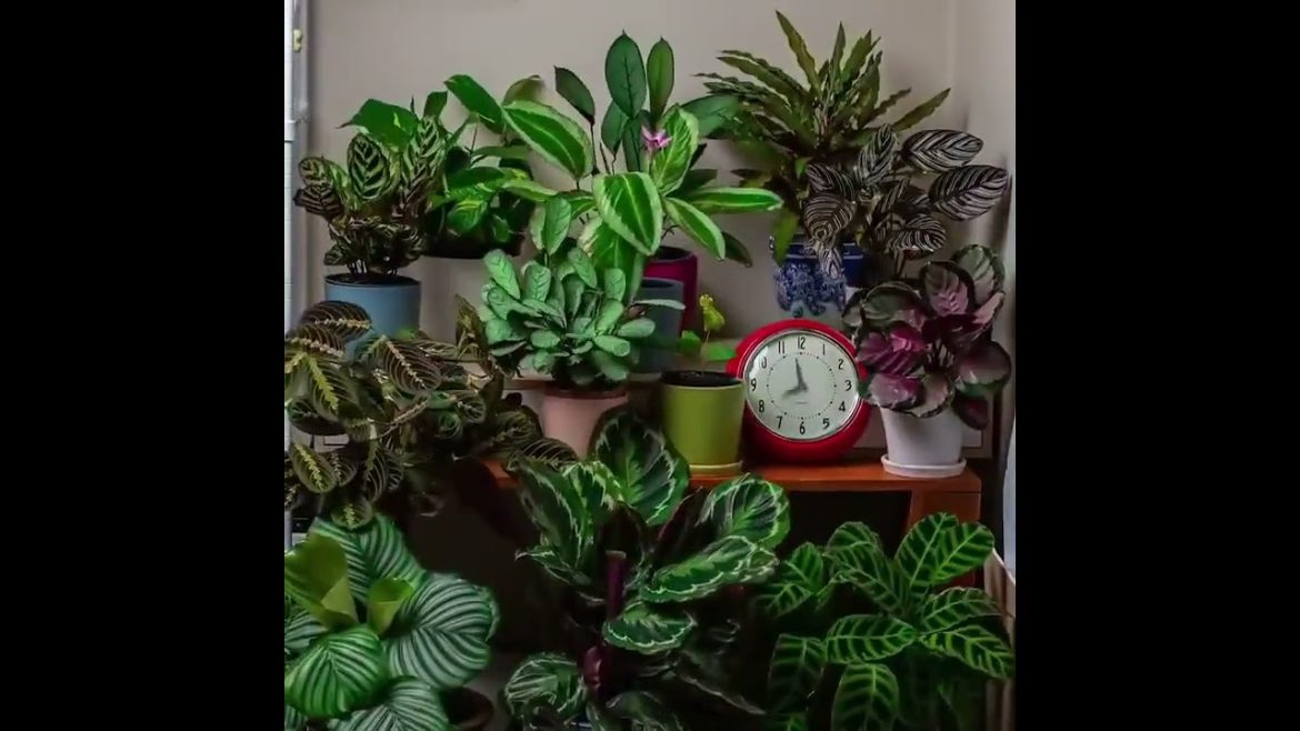 How plants move in a 24 hour period !?