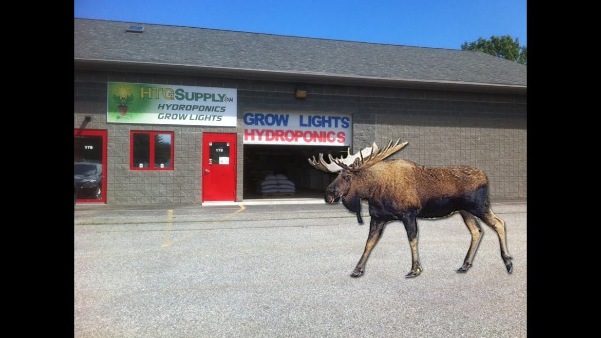 PORTLAND MAINE HTGSUPPLY HYDROPONICS & INDOOR GARDENING SUPPLY SUPER CENTER GROW STORE TV COMMERCIAL