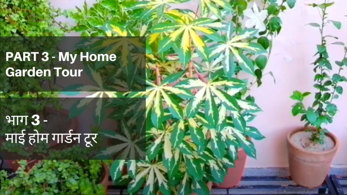 PART 3 - My Home Garden Tour