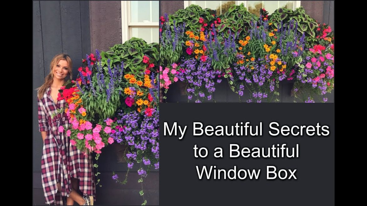 My Beautiful Secrets to a Beautiful Window Box | Container Gardening