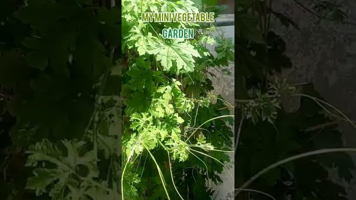 My Mini Vegetable Garden#vegetablegarden #shorts