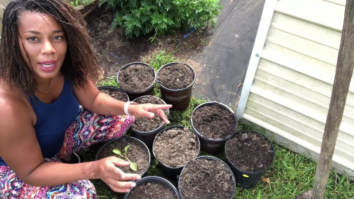 How To Grow And Plant Chinese Napa Cabbage IN A Container Garden How To Grow And Plant Chinese Napa Cabbage IN A Container Garden