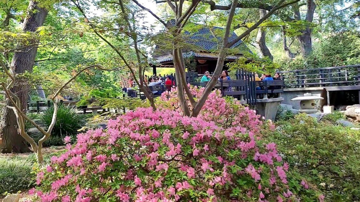 Walking tour of the Japanese Garden at Descanso Gardens in La Cañada Flintridge