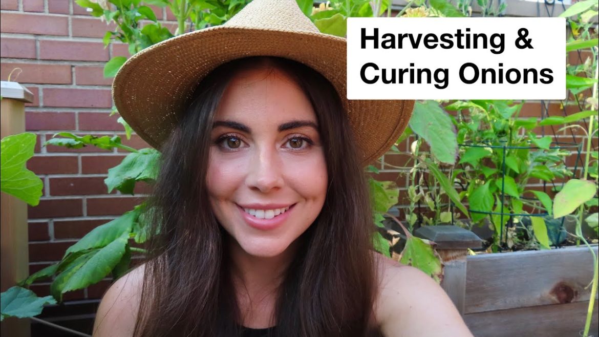 Harvesting Onions in Containers | Container Gardening Harvesting Onions in Containers | Container Gardening