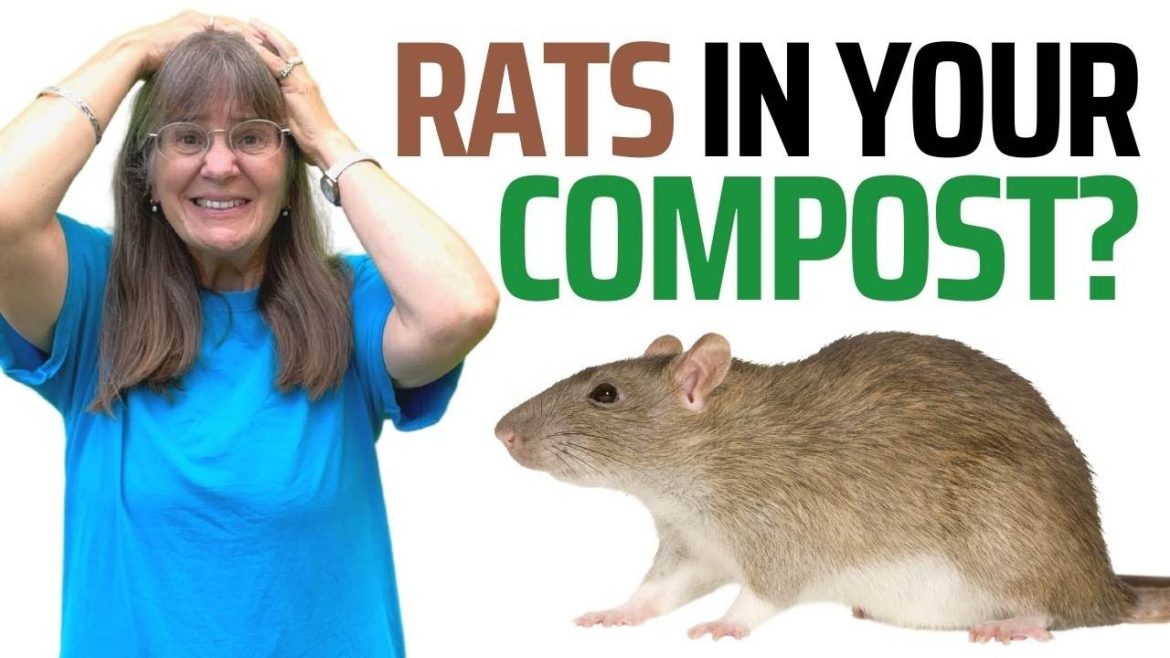 RATS! 9 Top Tips to Keep Rats Out of Your Compost