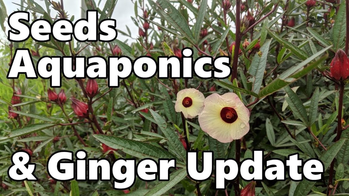 Garden Plans, Feeding the Fish in the Aquaponics & Ginger Update Garden Plans, Feeding the Fish in the Aquaponics & Ginger Update
