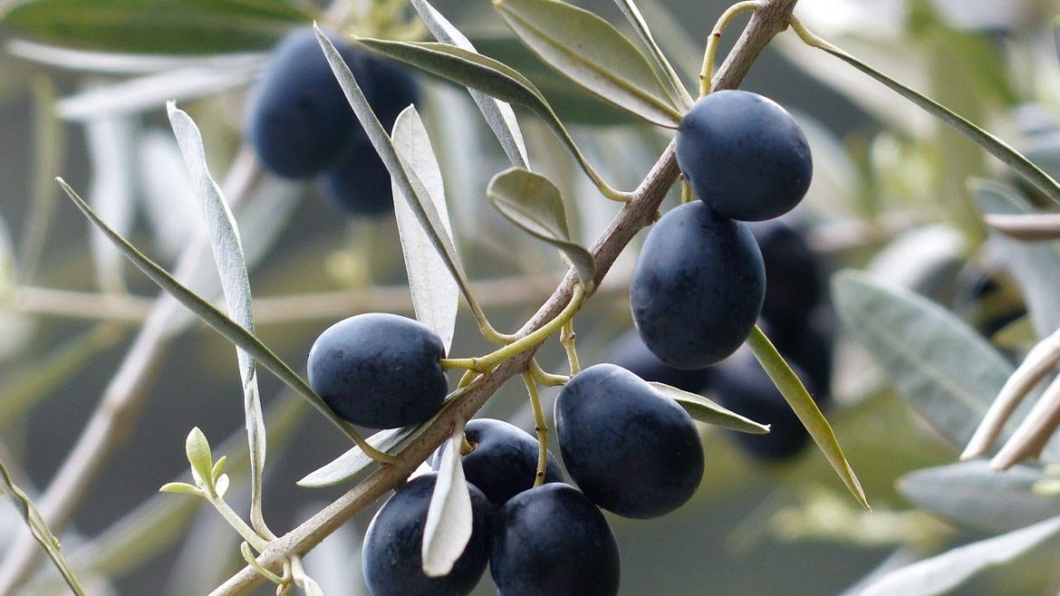How To Growing, Pruning And Harvesting Olive Trees - Gardening Tips