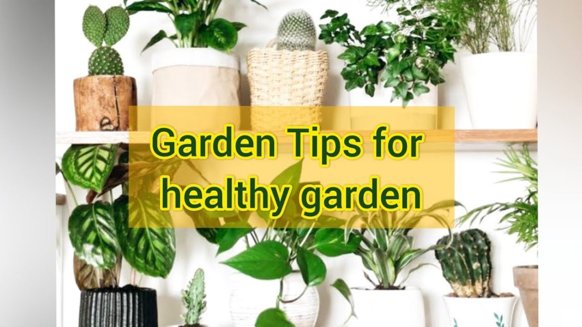 How to keep your plant healthy| Tips for healthy garden #gardentips